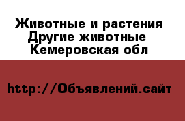 Животные и растения Другие животные. Кемеровская обл.